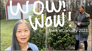 Shrubs Update My Review on Stellar Ruby Magnolia Rose Creek Abelia Edworthia amp More [upl. by Tessi350]