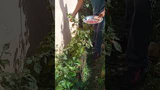 shortsvideo harvesting paper chilli [upl. by Annerahs]