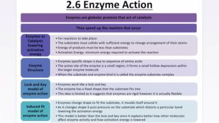 AQA ASA LEVEL BIOLOGY  ENZYMES INHIBITORS DIGESTIVE ENZYMES [upl. by Aihtyc]