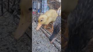 patitos bebes parati amoranimal suscribete [upl. by Attenborough860]