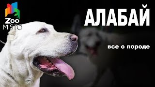 Алабай  Все о породе собаки  Собака породы  Алабай [upl. by Anividul589]