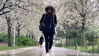 White Cherry Blossoms in Paris  Walking under the Rain [upl. by Syned]