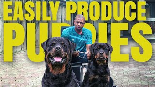 ROTTWEILER BREEDERS Explains HOW TO EASILY PRODUCE PUPPIES [upl. by Nedroj490]