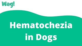 Hematochezia in Dogs  Wag [upl. by Ecienaj169]