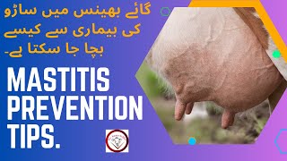 Mastitis Prevention Tips for Dairy Farmers Control of Mastitis in Cows mastitis prevention in cows [upl. by Ellehcin277]