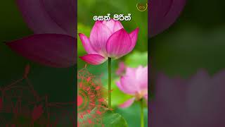 Seth Pirith  ආශිර්වාද සෙත් පිරිත් සජ්ඣායනාවNS buddhistchant dhamma buddhistprayer [upl. by Yanahs188]