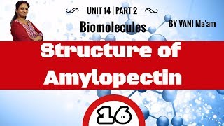 Structure of Amylopectin I Part 16 I Biomolecules chemistry cbse class 12 by Vani maam [upl. by Sesmar]