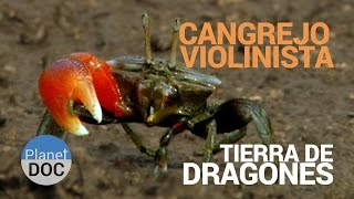 Cangrejo Violinista Tierra de Dragones  Naturaleza  Planet Doc [upl. by Lilac664]