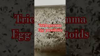 TRICHOGRAMMA EGG PARASITOIDS ARE BENEFICIAL INSECTS FOR BIOCONTROL HARMFUL PESTS [upl. by Elazaro892]