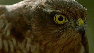 How sparrowhawks catch garden birds  Life in the Air Episode 2 Preview  BBC One [upl. by Ayortal711]