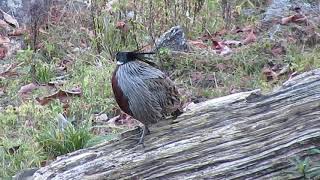 MVI 0109 Koklass Pheasant Kedarnath Musk Deer Sanctuary 211121 [upl. by Dirk892]