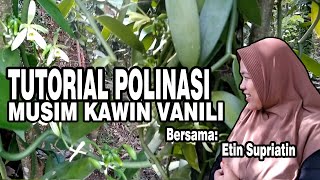 TUTORIAL POLINASIMUSIM KAWIN VANILI 100�RHASIL [upl. by Nnazil]