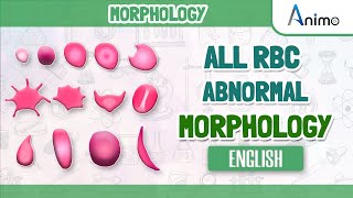 All Abnormal Red blood cells  RBC Morphologies  English [upl. by Hplodnar]