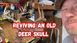 Reviving an Old Deer Skull whitetaildeer hunting video [upl. by Aivalf]