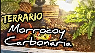 Terrario tortuga Morrocoy carbonaria como subir humedad con plantas [upl. by Oeram190]