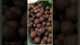 About LECA Balls  Pop Soil  Hydroton Balls amp Its Usage [upl. by Lundell]