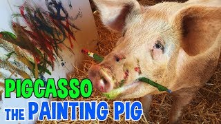 Pigcasso the Painting Pig [upl. by Eelatan]