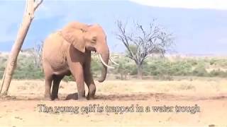 Helping a baby elephant at Tarhi Tsavo East National Park  Sheldrick Trust [upl. by Valdas]