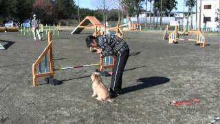 cairn terrier agility akebi ag1 [upl. by Alyks]