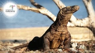 Wonderful Indonesia  Komodo Labuan Bajo [upl. by Nielsen934]