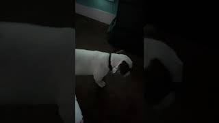 music newmusic hiphop rap rapper cover bulldog puppymusic musicgenre [upl. by Conway992]