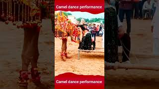 latest camel dance performance [upl. by Henryetta]