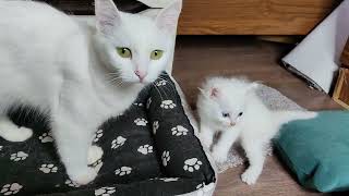 Mother cat and her white kitten Mother cat watches as the white kitten plays cutely [upl. by Fritzsche]