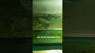 😱 big silver arowna fishaquarium arowna😱bigwana fish shors trending fisharownanlovers [upl. by Neelloj658]