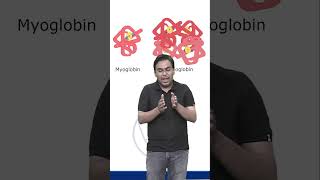 HEMOGLOBIN AND MYOGLOBIN  CSIR NET 2024 csirlifescience biology molecularbiology ytshorts [upl. by Standley]