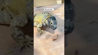 MY LIZARD IS BROKEN pets reptiles iguana [upl. by Oiramat69]