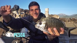 BOLOGNESE EXTREME  Pesca al SARAGO BIG tra mare mosso e scaduta [upl. by Rives332]