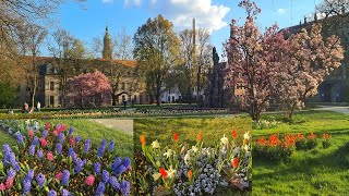 Beautiful Spring Flowers 2023  Friedrich Alexander University ErlangenNuremberg Germany 🇩🇪 [upl. by Pickens]