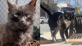 Rescuing a senior street cat and more [upl. by Gambrill576]