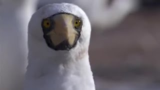 Nesting Frigate Birds and Turtle Babies  Planet Earth  BBC Earth [upl. by Ardnala]