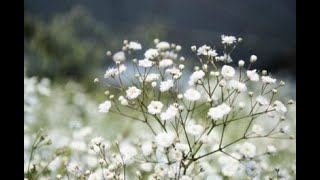 BABY BREATH  GYPSOPHILA ELEGANS SEEDLING GROWTH TIMELAPSE WEEK 1 [upl. by Alleiram]