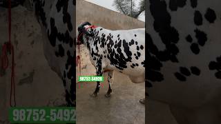 Top Quality Girlando 2 Cow For Sale shorts [upl. by Engelbert800]