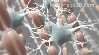 Myelin Sheath Neurons 3D Medical Animation [upl. by Tice960]