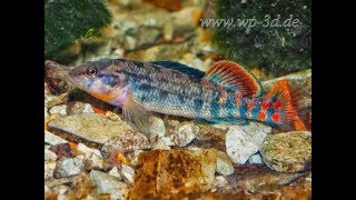 Gartenteich Regenbogenelritze Notropis chrosomus amp junge Springbarsche Etheostoma spectabile [upl. by Towers]