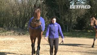 Cheltenham Festival Stable Tour Colin Tizzard ampThistlecrack [upl. by Alinoel]