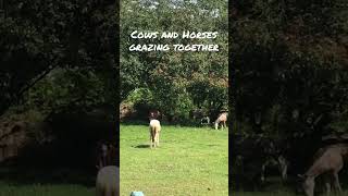 Cows and Horses in Vasconia de Parrita Costa Rica [upl. by Proudman631]