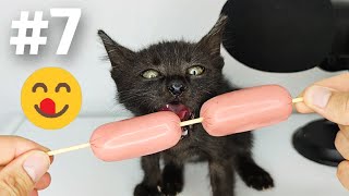 Kitten eating Sausage ASMR Part 7 [upl. by Gomez]