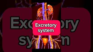 Excretory system video shorts ytshorts 3danimation excretory system hospitalchildcare short [upl. by Akimik]