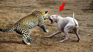 The Brave Dog Beats Leopard  Top 20 Amazing Moments Dog vs Leopard Wolf Tiger Crocodile [upl. by Jeff]