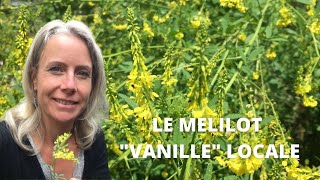 Le mélilot officinal  une vanille locale [upl. by Odelia]