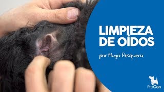 MANTENIMIENTO DE LOS OIDOS DEL PERRO  EVITAR OTITIS  HUGO PESQUERA  PROCAN [upl. by Paulita20]