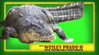 efeito sonoro de crocodilo  Crocodile sound effect [upl. by Alyak]