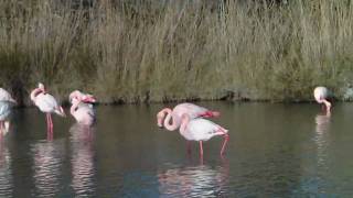 Le chant des flamands roses [upl. by Kennet]