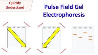 Pulsed field gel electrophoresis PFGE [upl. by Packer835]