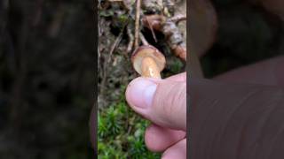 Maronenröhrling 🍴 Imleria Badia pilze boletus funghi fungi mushroom wald natur outdoor [upl. by Htnamas503]