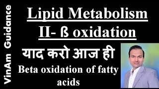 Lipid metabolism II  Beta oxidation of fatty acids [upl. by Holmes909]